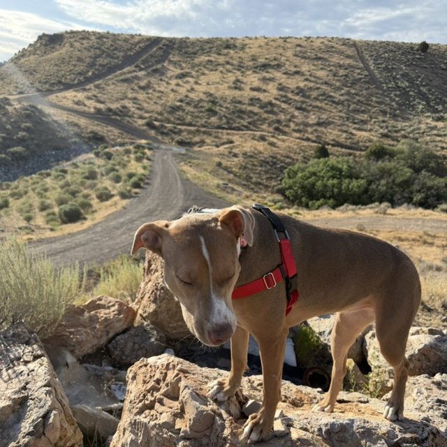 A tan dog standing on desert rocks in a red harness