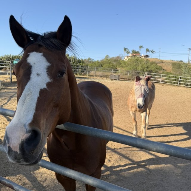 A brown-and-white horse at a fence