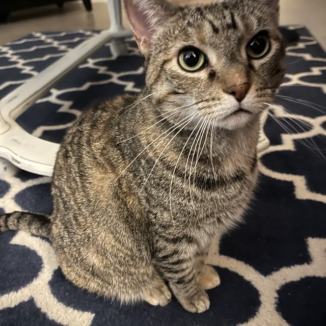 A tabby cat sitting on a patterned rug
