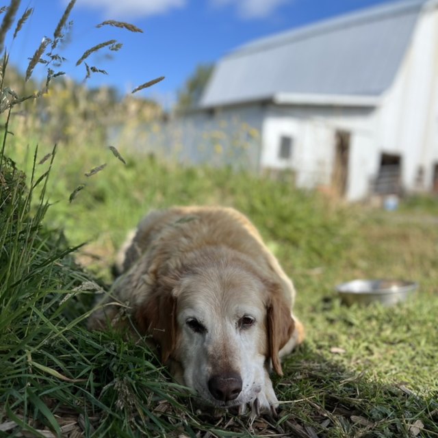 A golden retriever sniffing the grass near white barns