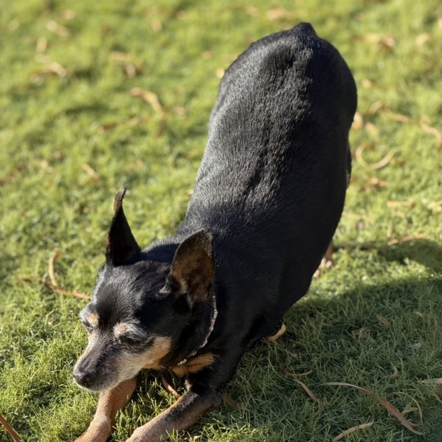 A black dog in a playful bow on the grass