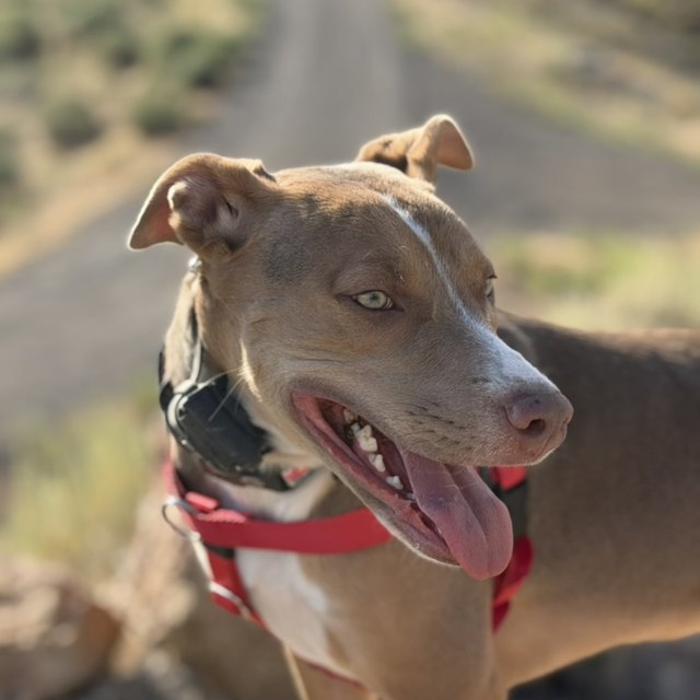 A tan pit bull with its tongue out, red collar