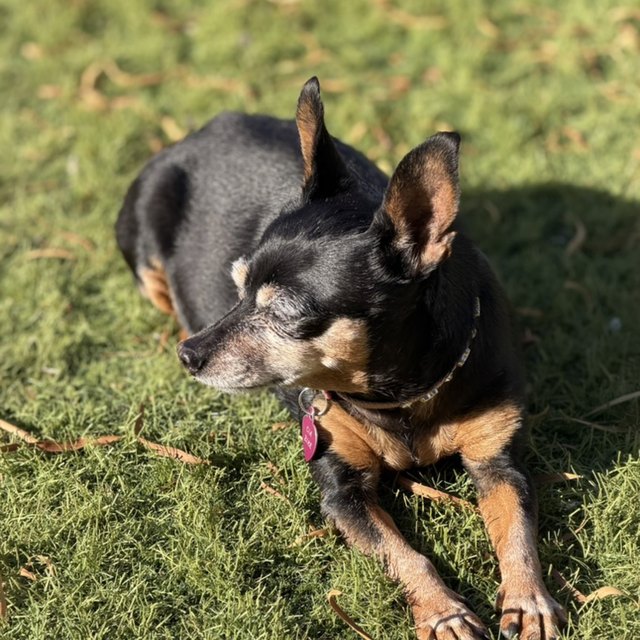 A black-and-tan miniature pinscher in grass