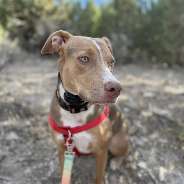 A tan pit bull mix standing outdoors
