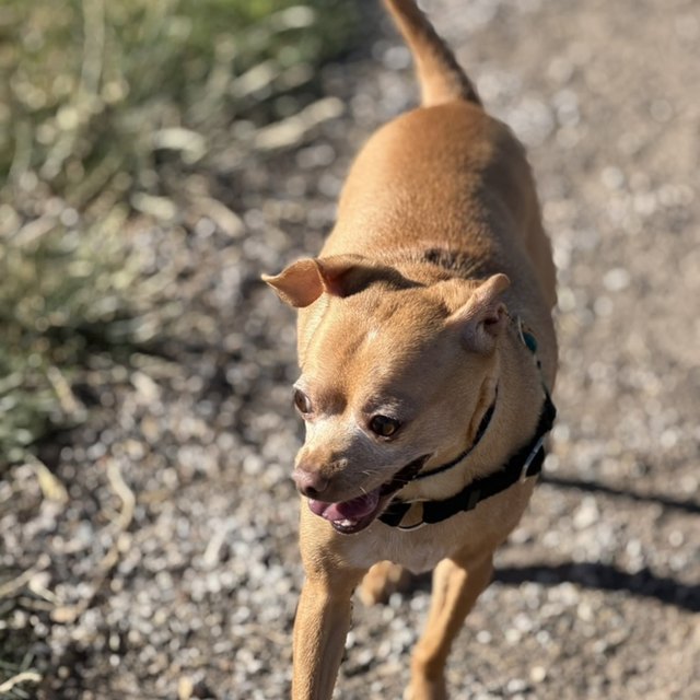 A tan chihuahua mix outdoors, ears up