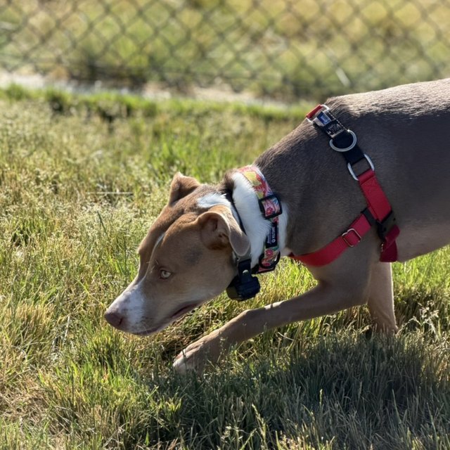 A grey pit bull in a harness sniffing the grass