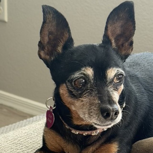 A black-and-tan dog with big ears lying down