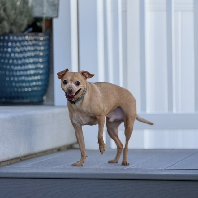 A small tan dog on a windowsill, looking out
