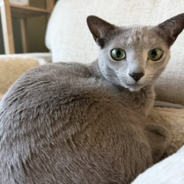 A grey cat with green eyes, close up