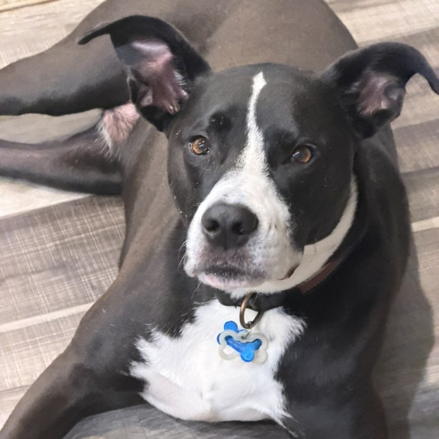 A black-and-white pit bull lying close with a calm, sweet face